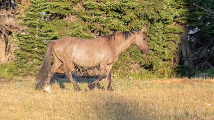 Gray Mustang Stallion in the Pryor Mountains Wild Horse Range on the border of Wyoming in the...