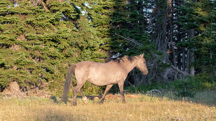 Fototapeta premium Silver Gray Stallion in a meadow in the western United States