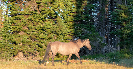 Grullo Silver Gray Wild Horse Mustang Stallion in the western United States