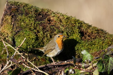 A Robin on a moss covered log.