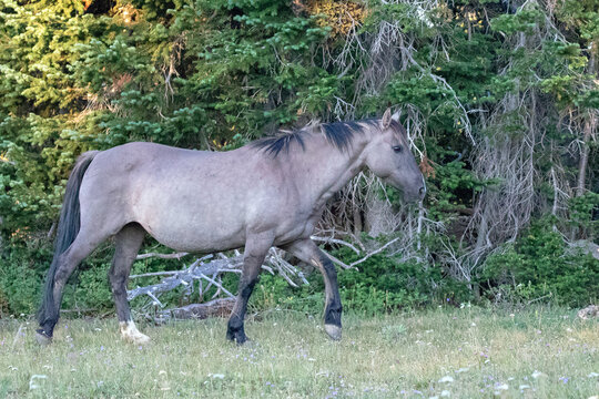 Gray Grullo Mustang Stallion in the shadows in the mountains of the western United States