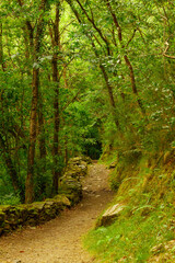 Fototapeta premium paseo por las sombras