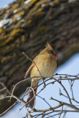 Female American Cardinal sitting on a tree branch
