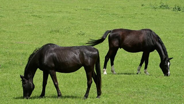 Two black horses grazing on a green meadow.