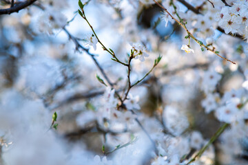 Fruit tree twigs with blooming white and pink petal flowers in spring garden.
