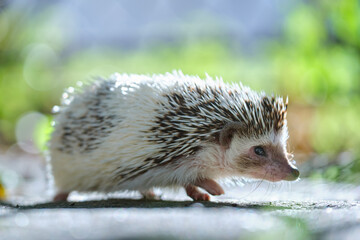 Small african hedgehog pet on green grass outdoors on summer day. Keeping domestic animals and caring for pets concept