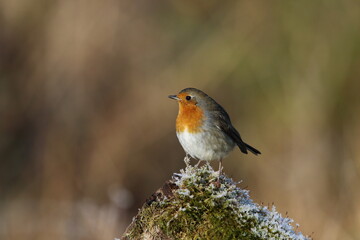 A robin on a frost covered log.