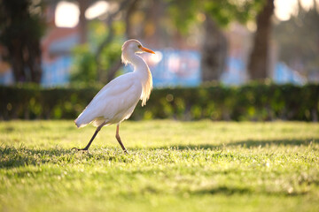 White cattle egret wild bird, also known as Bubulcus ibis walking on green lawn in summer
