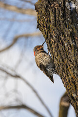 Northern Flicker woodpecker on a tree