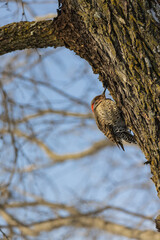 Northern Flicker woodpecker on a tree