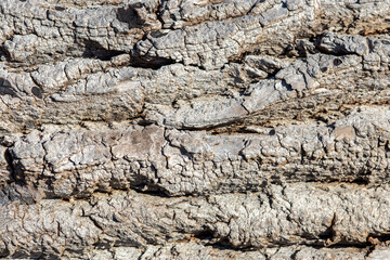Rough texture of bark of an old tree. Natural background, gray color. Rough wood texture. Background made of natural material