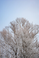 White snow on a bare tree branches on a frosty winter day, close up. Selective botanical background