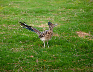 Greater Roadrunner