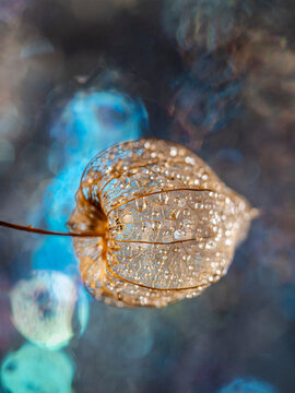 artistic picture Physalis peruviana. Cape Gooseberry with dew drops in the detail