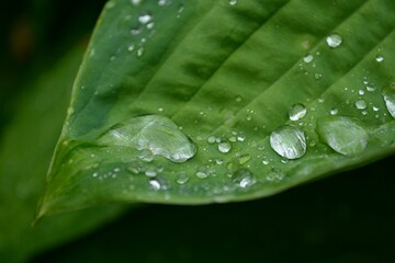 Hostas after the rain