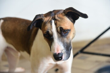 cute dog with white and yellow spots fur