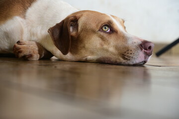 cute dog with white and yellow spots fur