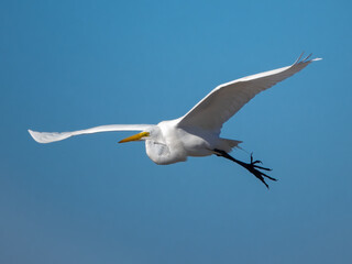 great white egret flying through the air