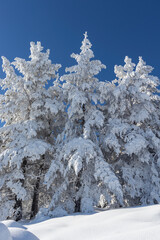 Winter landscape of Vitosha Mountain, Bulgaria