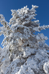 Winter landscape of Vitosha Mountain, Bulgaria