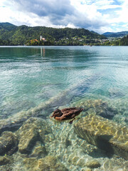 A duck swimming in the clear and turquoise water of Bled lake with a view of Church of the Assumption of Maria in the background, Slovenia