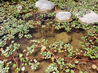 Pececitos entre las piedras de un rio en Sierra de La Ventana Argentina