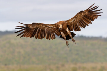 White backed vulture flying before landing in Zimanga Game Reserve in Kwa Zulu Natal in South Africa - obrazy, fototapety, plakaty
