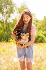 Girl with two dogs. Positive moment teenager girl and chihuahua. Animals, pet.