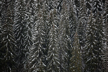 Pine trees covered with snow on the mountain slopes. Conifers in winter. Beautiful winter