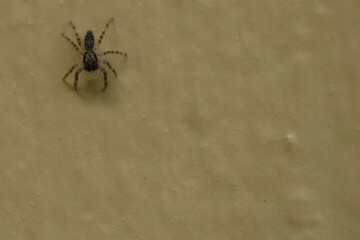 Black and white Jumping Spider on a tan wall. View from above, room for copy.