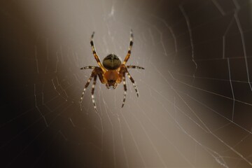Orb Weaver Spider sitting in its web.   Close up picture.