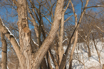 Obraz premium trees in winter