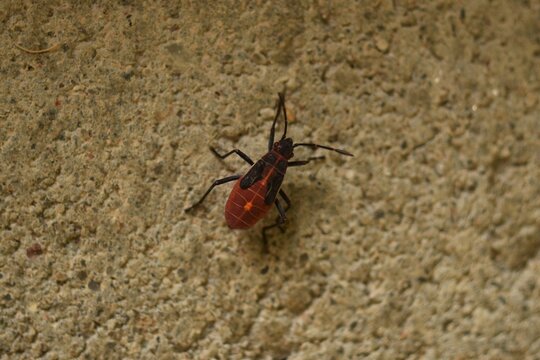 Juvenile Boxelder Bug standing on a tan wall.