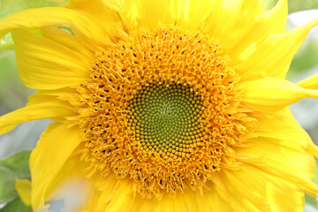 Yellow Sunflower flower close up .Sunflower oil. Sunflower natural background. Yellow big flower. Agriculture. Farming. Natural product. Farming. Smallholding. Sunflower blooming. Summer background