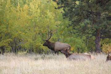 elk