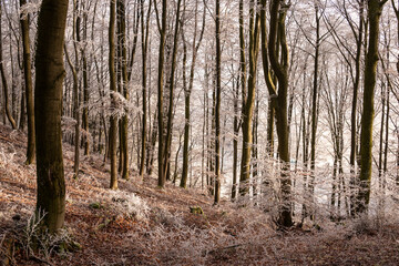 Obraz premium Beautiful winter forest scenery with picturesque frozen trees in beautiful light, near Golmbach, Rühler Schweiz, Weser Uplands, Germany