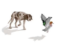 chien, en arrêt, braque, canard, siffleur, allemagne, mâle, femelle, animal de compagnie, brun, isolé, mammifère, chiot, race, blanc, de race, court, portrait, chasse, chassant, joli, braque de weimar