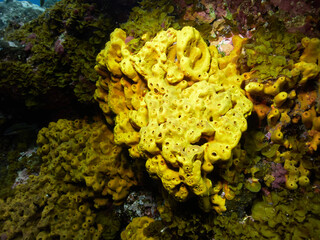 Underwater shot of a yellow tube sponge, aplysina aerophoba, filtering the ocean water. Marine life...