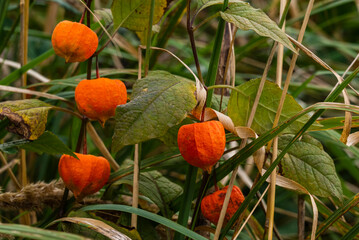 Close-up of the bright orange fruits of a bladder cherry (Physalis alkekengi), also known as...