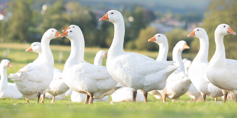 A lot of white fattening geese on a meadow