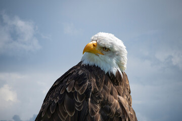Portrait of an American male Bald Eagle before stormy sky