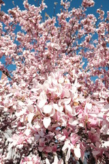 pink cherry blossom