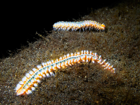 Close up of two bearded fireworms, hermodice carunculata, with black background. Underwater on El Hierro, Canary Islands.