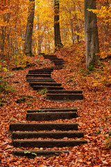Beautiful autumnal forest scene with the winding steps of a footpath leading between mighty old beech trees with autumn colored foliage, Hohenstein Nature Reserve, Süntel, Weser Uplands, Germany
