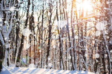 Fantasy Winter landscape, snowy forest and sun. The untouched snow sparkles.