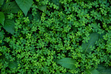 Beautiful green clover background. Natural background image showing a dense green blanket of clover...