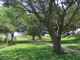 apple tree in spring