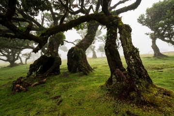 Fototapeta na wymiar Gnarled trunks of beautiful old stinkwood laurel trees (Ocotea foetens) on a foggy day in the ancient laurel forest of Fanal, Madeira, Laurissilva Nature Reserve