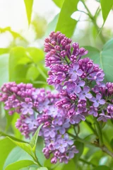 Schilderijen op glas Spring lilac flowers. Lilac blooms. A beautiful bunch of lilac. floral spring background. park. close-up © 151115