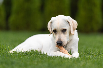 the labrador lies and rests. The puppy chews on his favorite toy. Pressed wood safety stick